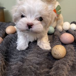 Maltese, Morkie, and Yorkshire Terrier Puppies from Cottonwood Maltese & Yorkies