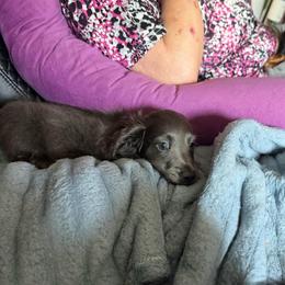 Shade - Gray (blue) male Dachshund puppy in Irving, Texas from DFW Dachshunds by G & S