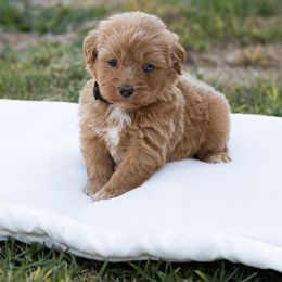 Harmony - Brown and white female Sheepadoodle puppy in Los Angeles, California from Exquisite Doodles