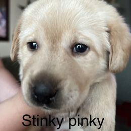 Labrador Retriever Puppies from Red Sky Retrievers LLC
