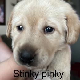 Labrador Retriever Puppies from Red Sky Retrievers LLC