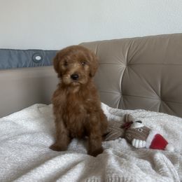 Goldendoodle and Poodle Puppies from Poodle lovers