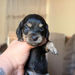 Sydney - Black and cream female Dachshund puppy in Hornbeck, Louisiana from A&Z Mini Dachshunds
