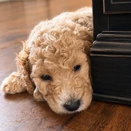 McGraw - Cream male Poodle puppy in Dayton, Washington from Country Sundance Poodles