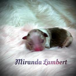 Miranda Lambert - Red merle female Miniature Australian Shepherd puppy in Lubbock, Texas from Baby Storm Kennels