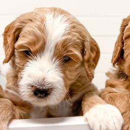 Australian Labradoodles from Joys Labradoodles
