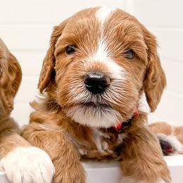 Australian Labradoodles from Joys Labradoodles