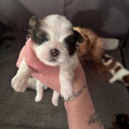 Girl 3 - Black and white female Shih Tzu puppy in Allendale, Michigan from Rooks' Shih Tzus