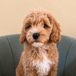 Kanga - Caramel female Australian Labradoodle puppy in Upland, California from Kings Labradoodles
