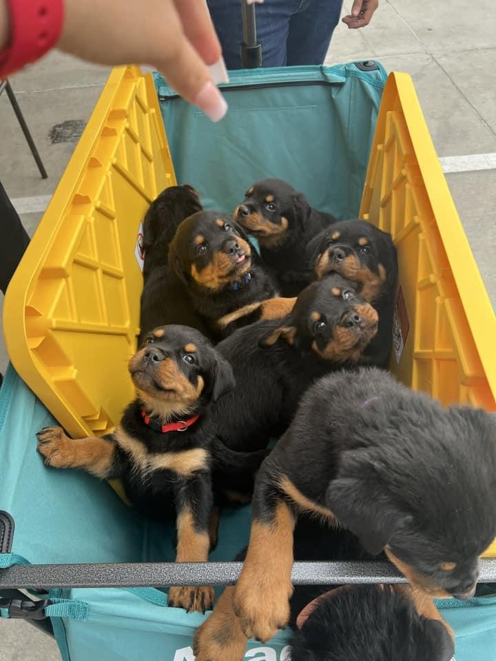 Rottiesofdfw in Texas | Rottweiler puppies | Good Dog