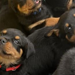 Rottweilers from Rottiesofdfw