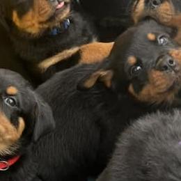 Rottweilers from Rottiesofdfw