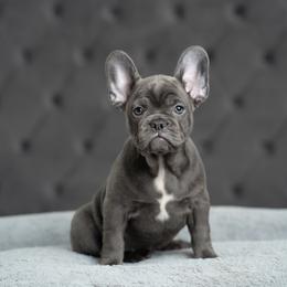 Glenda - Blue fawn female French Bulldog puppy in Austin, Texas from Ward's Frenchies 2 Yours