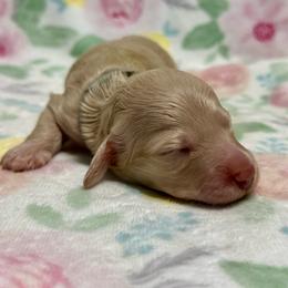 Pearl-3250 - Cream female Dachshund puppy in Biloxi, Mississippi from Southern Doxies