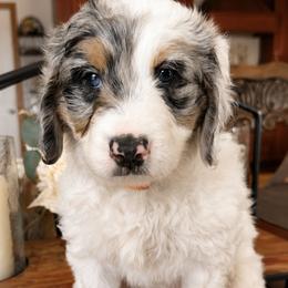Orange Collar Esther - Merle female Bernedoodle puppy in Camden, North Carolina from Fleury Farm Doodles NC