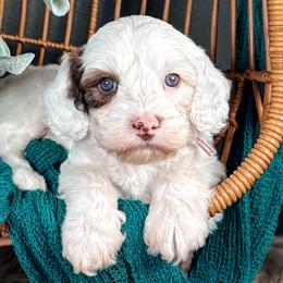 Hunter - Chocolate male Australian Labradoodle puppy in Decatur, Alabama from Southern Meadows Doodles
