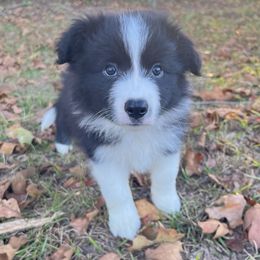 Boy 2 - Black and white male Border Collie puppy in Graceville, Florida from Fire N Arrows Border Collies
