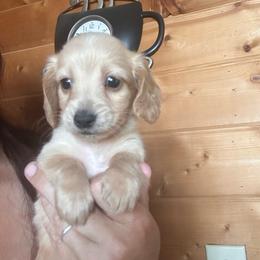 Flynn - Cream male Dachshund puppy in Cheyenne, Wyoming from Great Basin Hounds