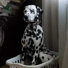 Niko - Dalmatian