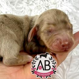 Luke - Dapple male Dachshund puppy in Mesquite, Texas from AB Dachshund