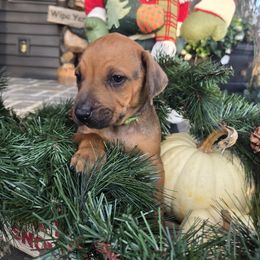 Rupert Green Collar - Rd whtn blk nose male Rhodesian Ridgeback puppy in Gaffney, South Carolina from Circle D Farms