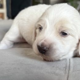 Boy 1 i - Cream male Dachshund puppy in Somerset, Pennsylvania from Rae’s Dapper Dachshunds