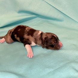 Aussiedoodle, Australian Shepherd, and Toy Australian Shepherd Puppies from Circle B Farms