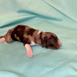 Aussiedoodle, Australian Shepherd, and Toy Australian Shepherd Puppies from Circle B Farms