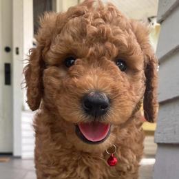 Cedar - Apricot male Goldendoodle puppy in Sumner, Washington from Little Acre Doodles