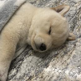 Shiba Inu Puppies from Christy's Shiba Inus