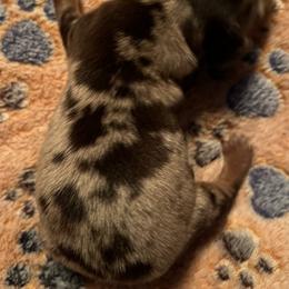 Dachshund Puppies from Witchy Woman’s Wiener’s