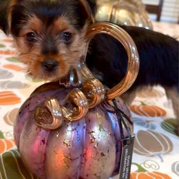 Rocky - Black and tan male Yorkshire Terrier puppy in Bakersfield, California from Yorkie To My Heart