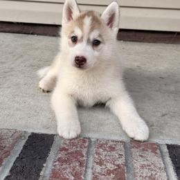 Red girl - Red and white female Siberian Husky puppy in Jacksonville, North Carolina from Seabound Siberians