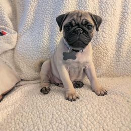 Pug Puppies from Lisa's Pugalicious Pugs