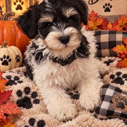 Dash - Black and white male Companion Cross puppy in Carriere, Mississippi from Sassy Schnauzers