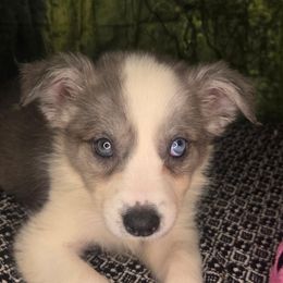 Joplin - Slate female Border Collie puppy in Fenton, Michigan from Darrowby Border Collies