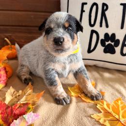 Yellow Collar - Blue speckled male Australian Cattle Dog puppy in Nevada, Missouri from Back Road Dog Company, LLC