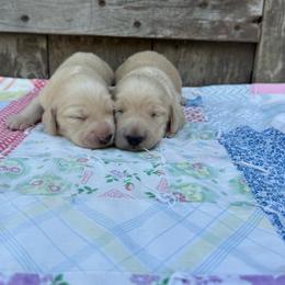 Goldie - Cream female Dachshund puppy in Squires, Missouri from Hudson’s Hounds
