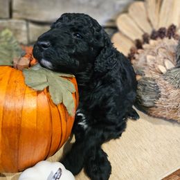 Linguine - Black and white male Bernedoodle puppy in Opelika, Alabama from Woofington Place Doodles