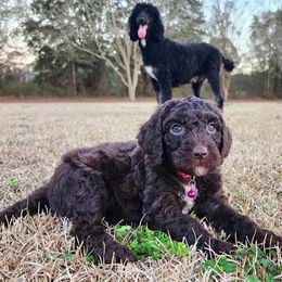 Goldendoodle Puppies from Lucky's Doodlez