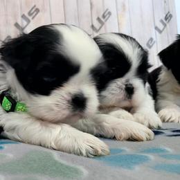 Boy - Black and white male Shih Tzu puppy in Morrison, Tennessee from Westies of Morrison