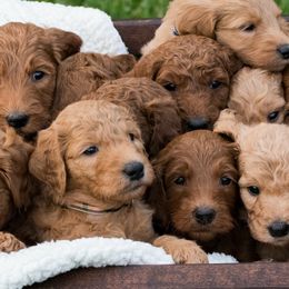 Goldendoodle Puppies from Cooley Doodles