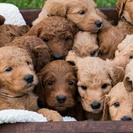 Goldendoodle Puppies from Cooley Doodles