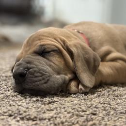 Great Dane puppies from Indigo Blu Danes
