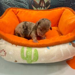 Choc dapple - Dapple male Dachshund puppy in Irving, Texas from DFW Dachshunds by G & S