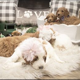 Goldendoodle Puppies from Best Doodles