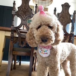 Madeleine - Poodle
