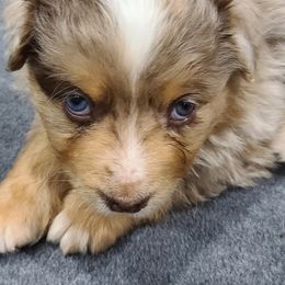 Australian Shepherd Puppies from Whitfarm Aussies
