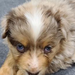 Australian Shepherd Puppies from Whitfarm Aussies