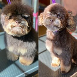 Aussiedoodle and Poodle All Grown Up from Ohana Companions